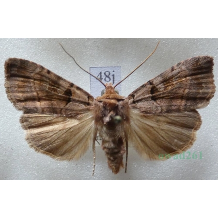 Xestia stigmatica (Hübner, 1813) Rolnica Czech48j